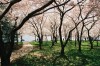 Previous: under the cherry blossoms.jpg